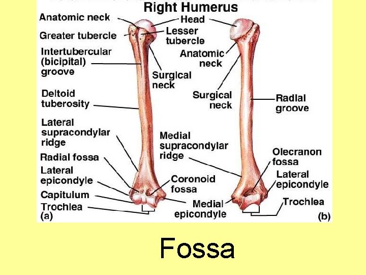 Fossa 