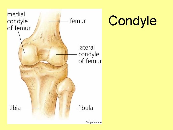 Condyle 