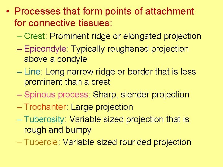  • Processes that form points of attachment for connective tissues: – Crest: Prominent
