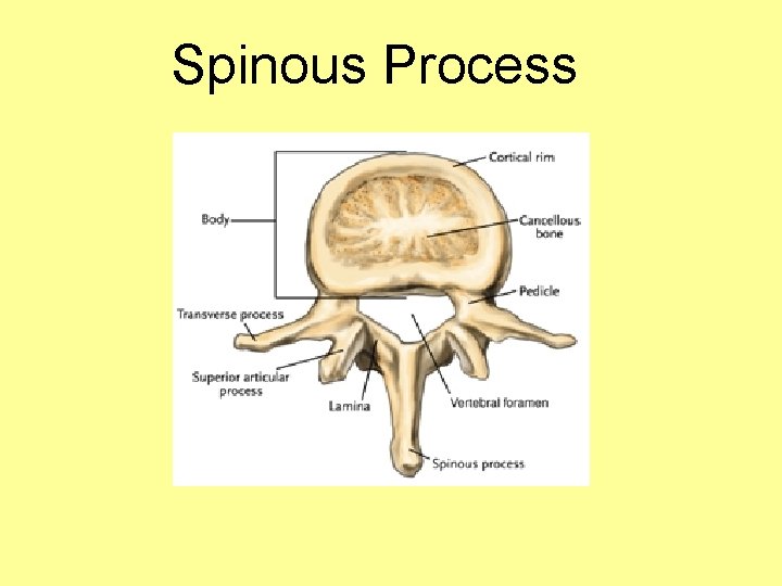 Spinous Process 