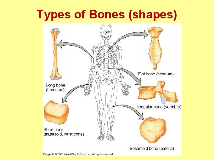 Types of Bones (shapes) 