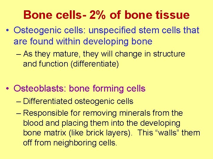 Bone cells- 2% of bone tissue • Osteogenic cells: unspecified stem cells that are