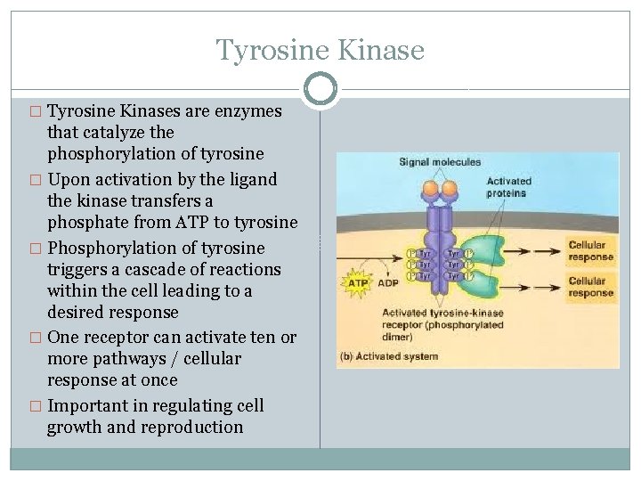 Tyrosine Kinase � Tyrosine Kinases are enzymes that catalyze the phosphorylation of tyrosine �