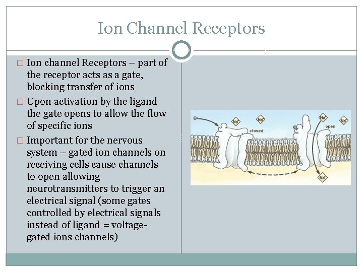 Ion Channel Receptors � Ion channel Receptors – part of the receptor acts as