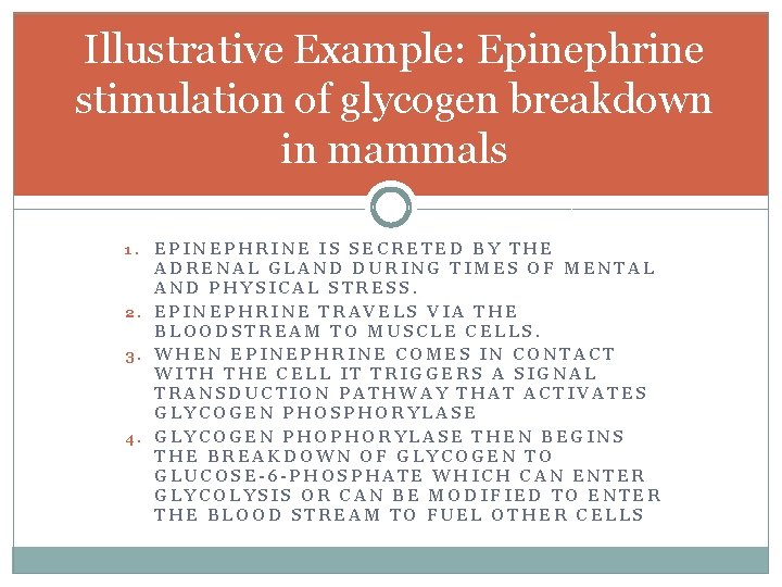 Illustrative Example: Epinephrine stimulation of glycogen breakdown in mammals EPINEPHRINE IS SECRETED BY THE
