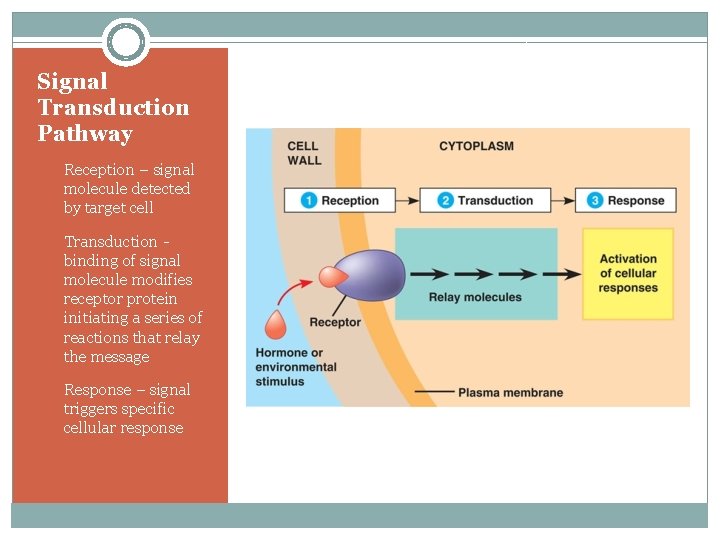 Signal Transduction Pathway 1. Reception – signal molecule detected by target cell 2. Transduction