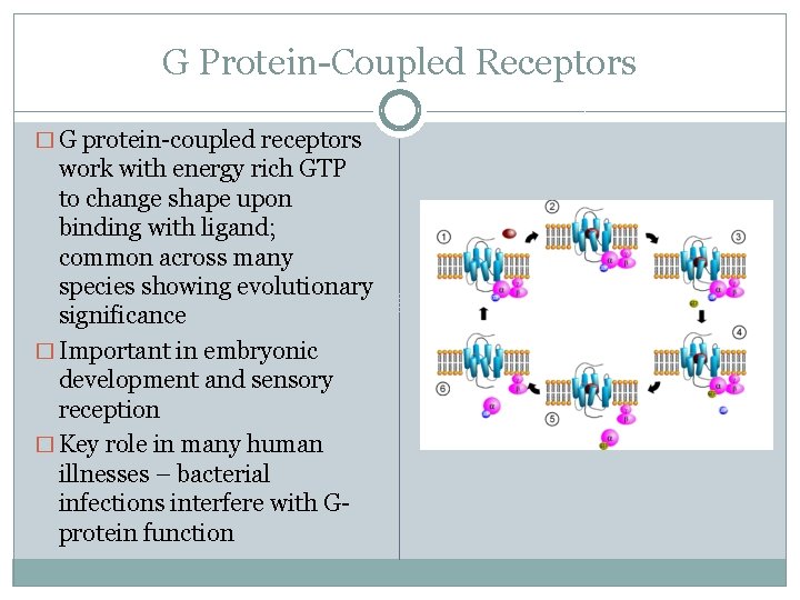 G Protein-Coupled Receptors � G protein-coupled receptors work with energy rich GTP to change