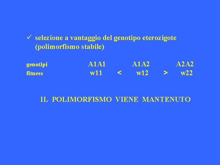 ü selezione a vantaggio del genotipo eterozigote (polimorfismo stabile) genotipi fitness A 1 A