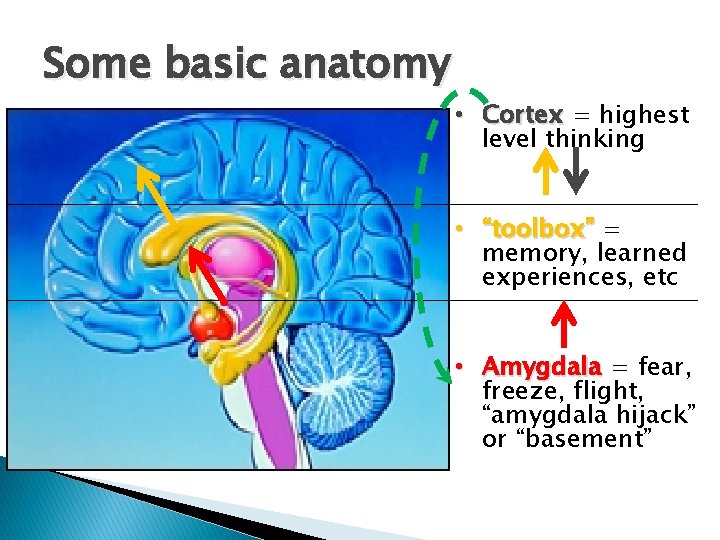 Some basic anatomy • Cortex = highest level thinking • “toolbox” = memory, learned