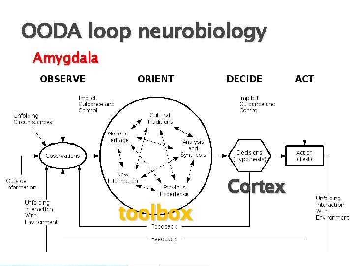 OODA loop neurobiology Amygdala toolbox Cortex 