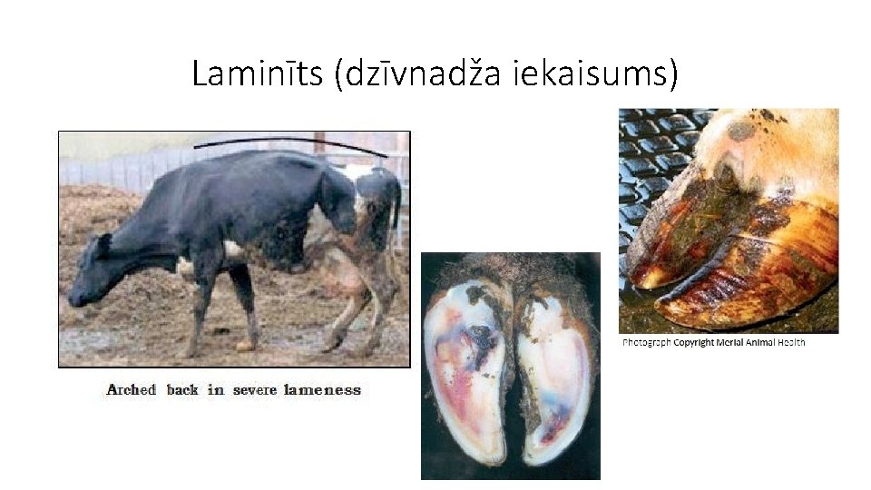 Laminīts (dzīvnadža iekaisums) 