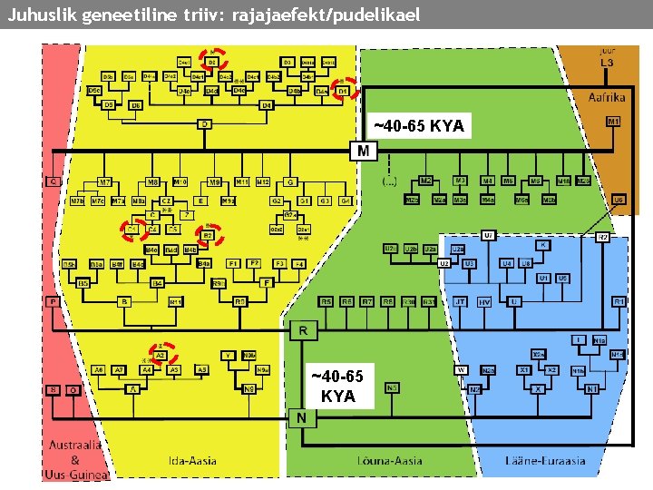 Juhuslik geneetiline triiv: rajajaefekt/pudelikael ~40 -65 KYA 