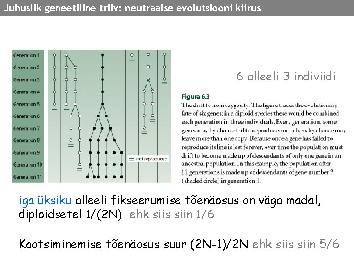 Juhuslik geneetiline triiv: neutraalse evolutsiooni kiirus 6 alleeli 3 indiviidi iga üksiku alleeli fikseerumise