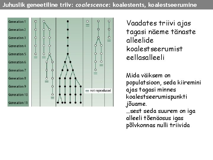 Juhuslik geneetiline triiv: coalescence: koalestents, koalestseerumine Vaadates triivi ajas tagasi näeme tänaste alleelide koalestseerumist