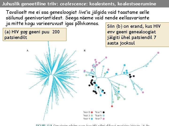 Juhuslik geneetiline triiv: coalescence: koalestents, koalestseerumine Tavaliselt me ei saa genealoogiat live’is jälgida vaid