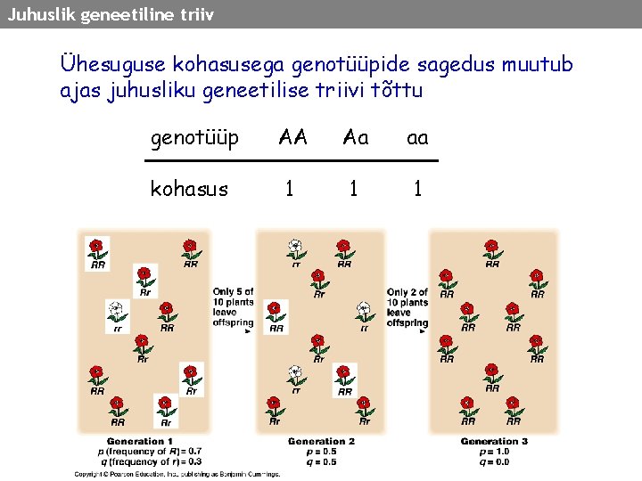 Juhuslik geneetiline triiv Ühesuguse kohasusega genotüüpide sagedus muutub ajas juhusliku geneetilise triivi tõttu genotüüp