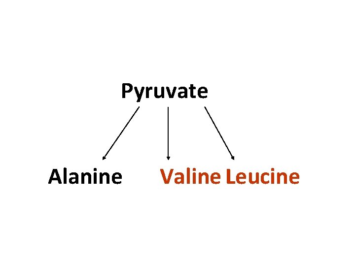 Pyruvate Alanine Valine Leucine 