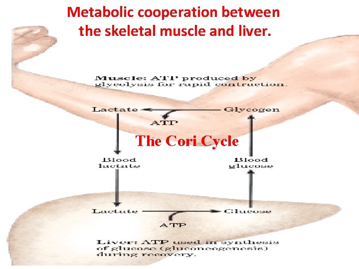 Metabolic cooperation between the skeletal muscle and liver. The Cori Cycle 