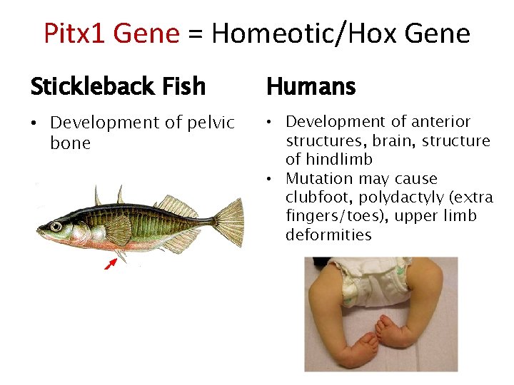 Pitx 1 Gene = Homeotic/Hox Gene Stickleback Fish Humans • Development of pelvic bone