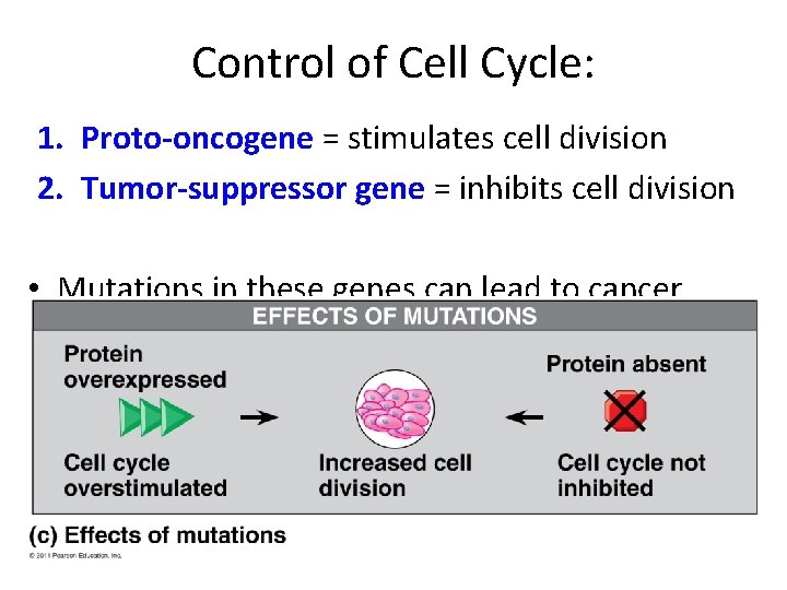 Control of Cell Cycle: 1. Proto-oncogene = stimulates cell division 2. Tumor-suppressor gene =