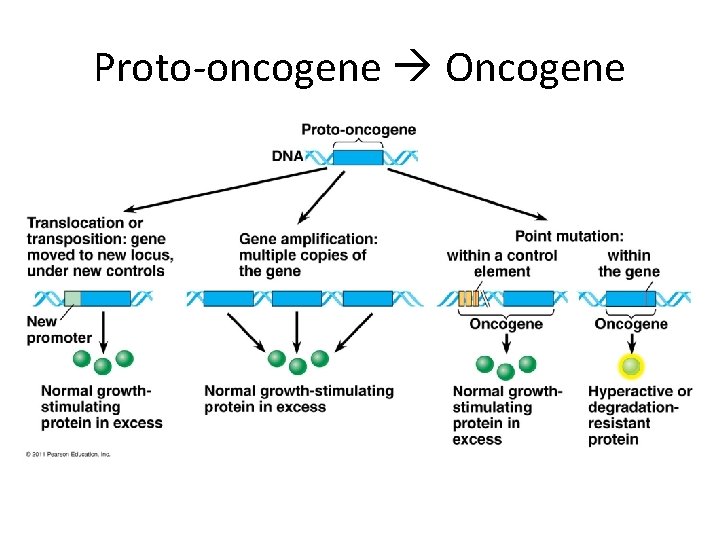 Proto-oncogene Oncogene 