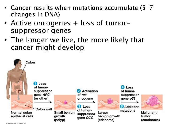  • Cancer results when mutations accumulate (5 -7 changes in DNA) • Active