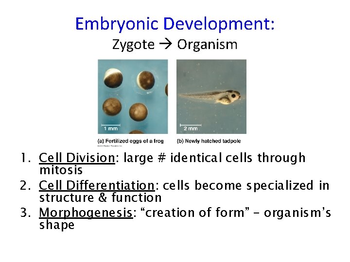 Embryonic Development: Zygote Organism 1. Cell Division: large # identical cells through mitosis 2.