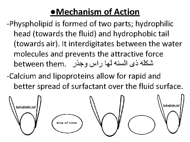 ●Mechanism of Action -Physpholipid is formed of two parts; hydrophilic head (towards the fluid)