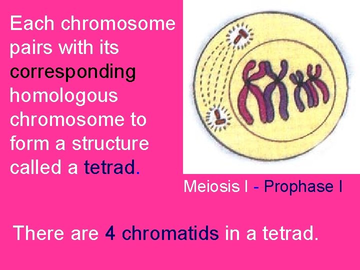 Each chromosome pairs with its corresponding homologous chromosome to form a structure called a