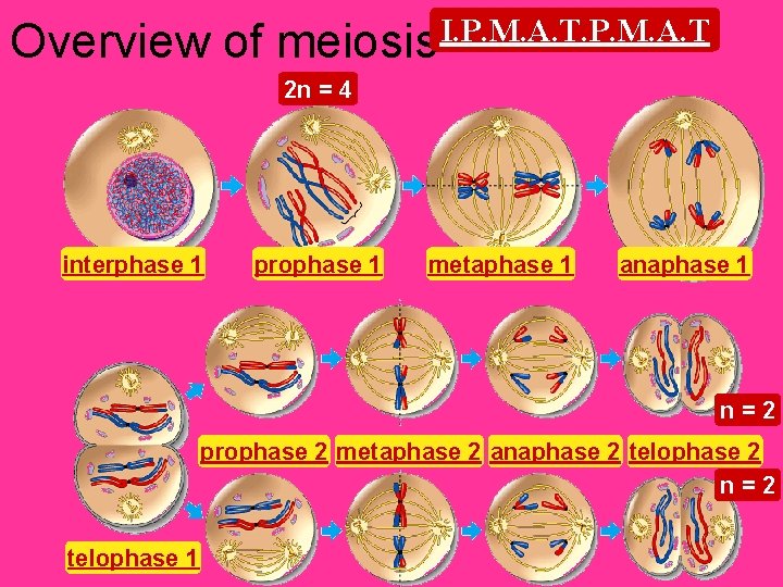 Overview of meiosis I. P. M. A. T 2 n = 4 interphase 1