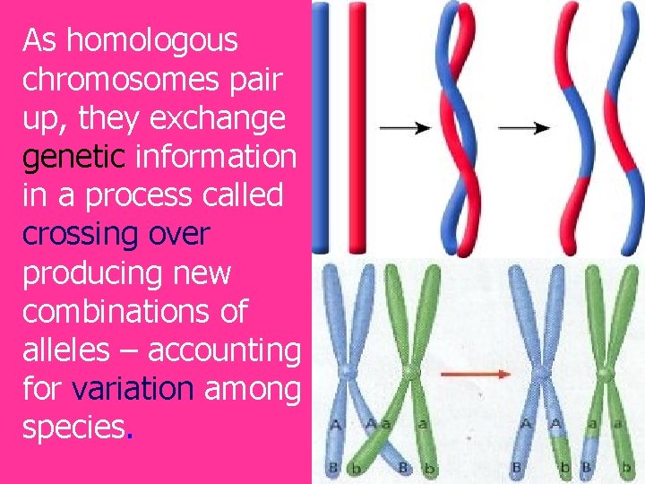 As homologous chromosomes pair up, they exchange genetic information in a process called crossing