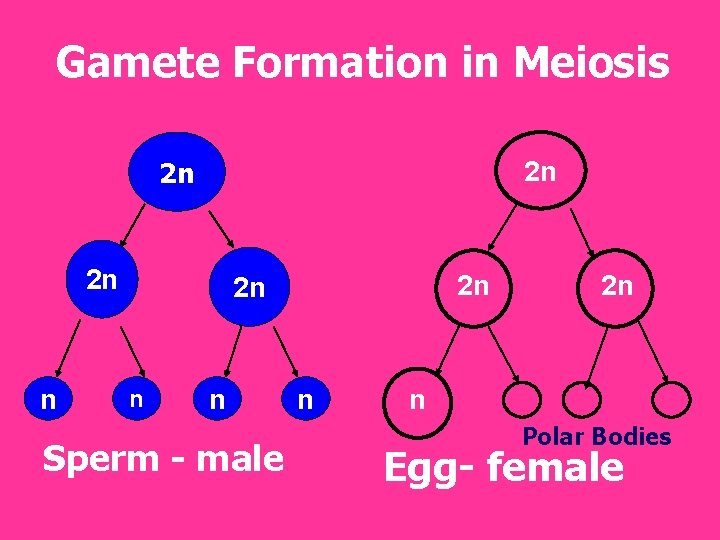 Gamete Formation in Meiosis 2 n 2 n 2 n n n Sperm -
