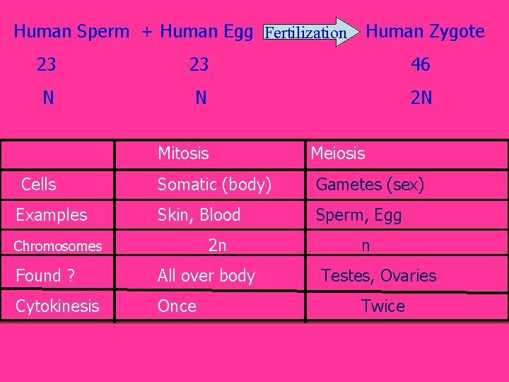 Human Sperm + Human Egg Fertilization Human Zygote 23 23 46 N N 2