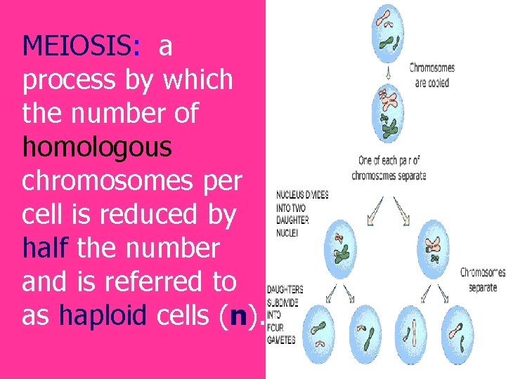 MEIOSIS: a process by which the number of homologous chromosomes per cell is reduced