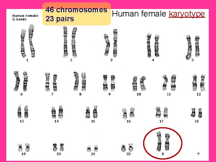 46 chromosomes Human female karyotype 23 pairs Meiosis only happens in Gametes ( sex