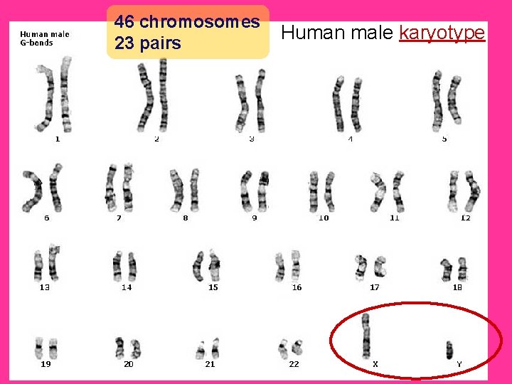 46 chromosomes 23 pairs Human male karyotype 