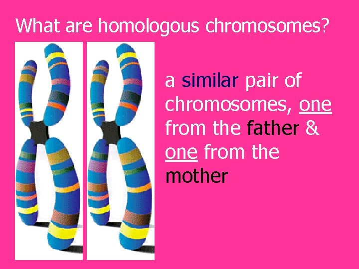 What are homologous chromosomes? a similar pair of chromosomes, one from the father &