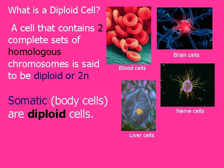 What is a Diploid Cell? A cell that contains 2 complete sets of homologous