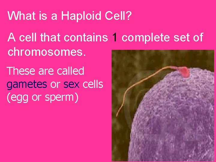 What is a Haploid Cell? A cell that contains 1 complete set of chromosomes.