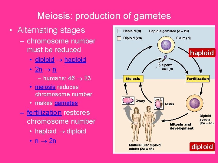 Meiosis: production of gametes • Alternating stages – chromosome number must be reduced •