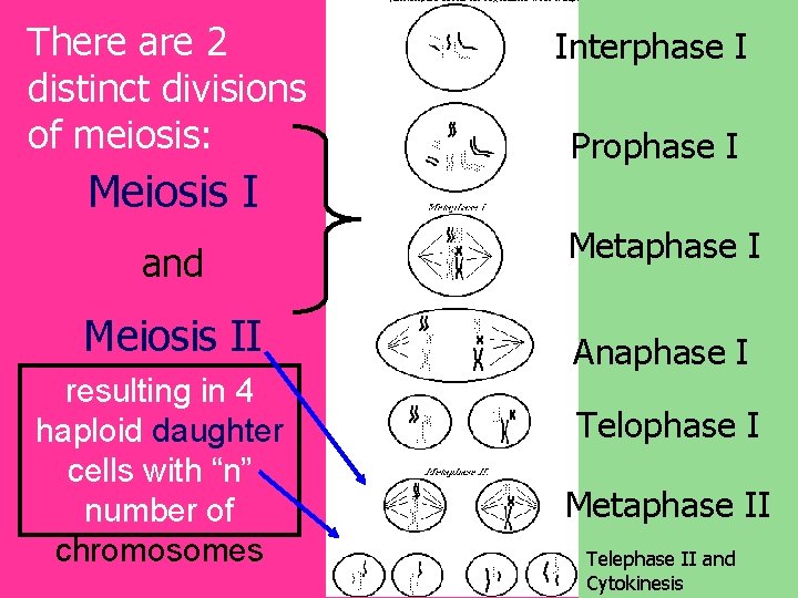 There are 2 distinct divisions of meiosis: Meiosis I Interphase I Prophase I and