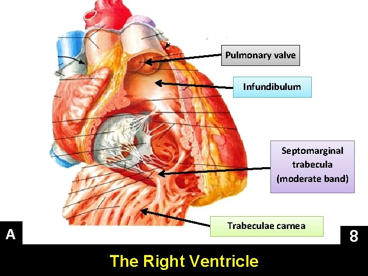 Pulmonary valve Infundibulum Septomarginal trabecula (moderate band) A Trabeculae carnea The Right Ventricle 8