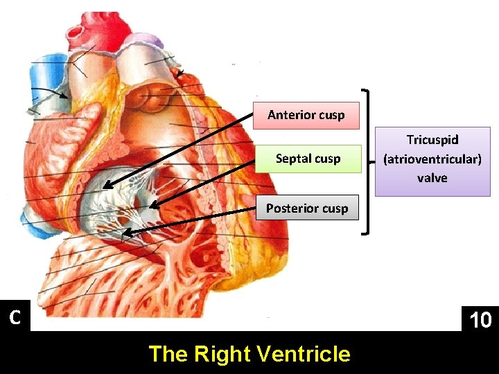 Anterior cusp Septal cusp Tricuspid (atrioventricular) valve Posterior cusp C 10 The Right Ventricle