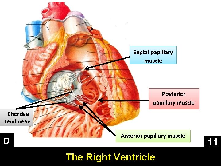 Septal papillary muscle Posterior papillary muscle Chordae tendineae D Anterior papillary muscle The Right