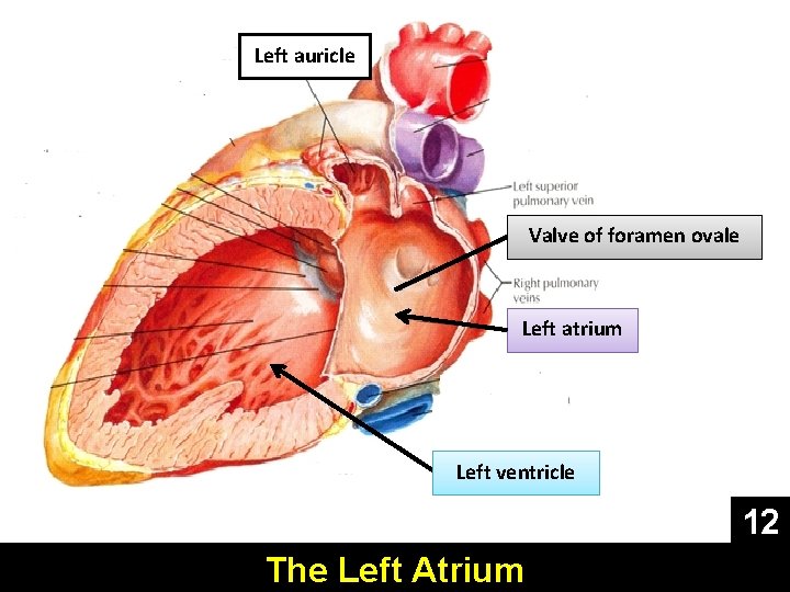 Left auricle Valve of foramen ovale Left atrium Left ventricle 12 The Left Atrium