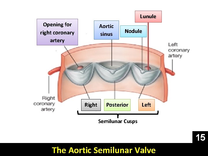 Lunule Opening for right coronary artery Aortic sinus Right Nodule Posterior Left Semilunar Cusps