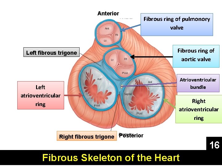 Anterior Left fibrous trigone Left atrioventricular ring Fibrous ring of pulmonory valve Fibrous ring