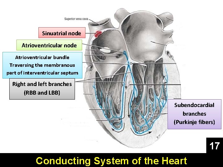 Sinuatrial node Atrioventricular bundle Traversing the membranous part of interventricular septum Right and left
