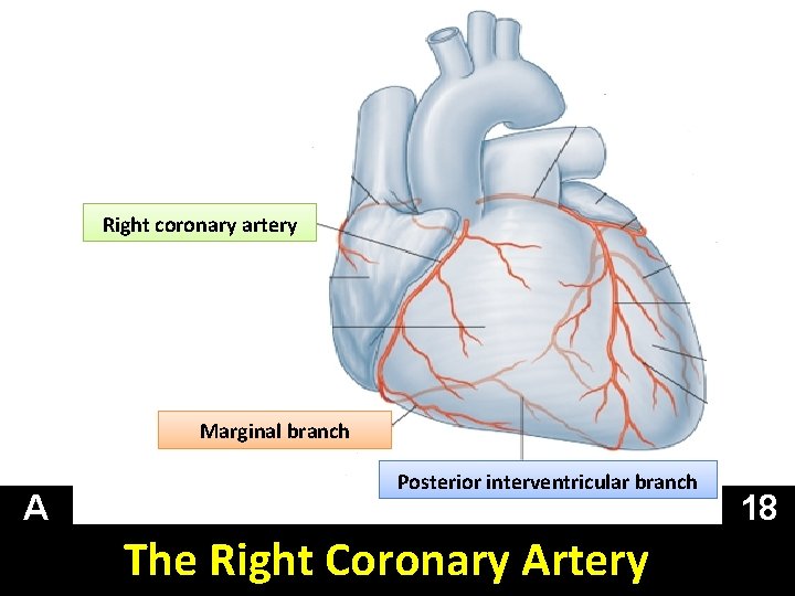 Right coronary artery Marginal branch A Posterior interventricular branch The Right Coronary Artery 18