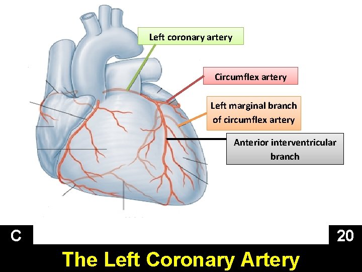 Left coronary artery Circumflex artery Left marginal branch of circumflex artery Anterior interventricular branch